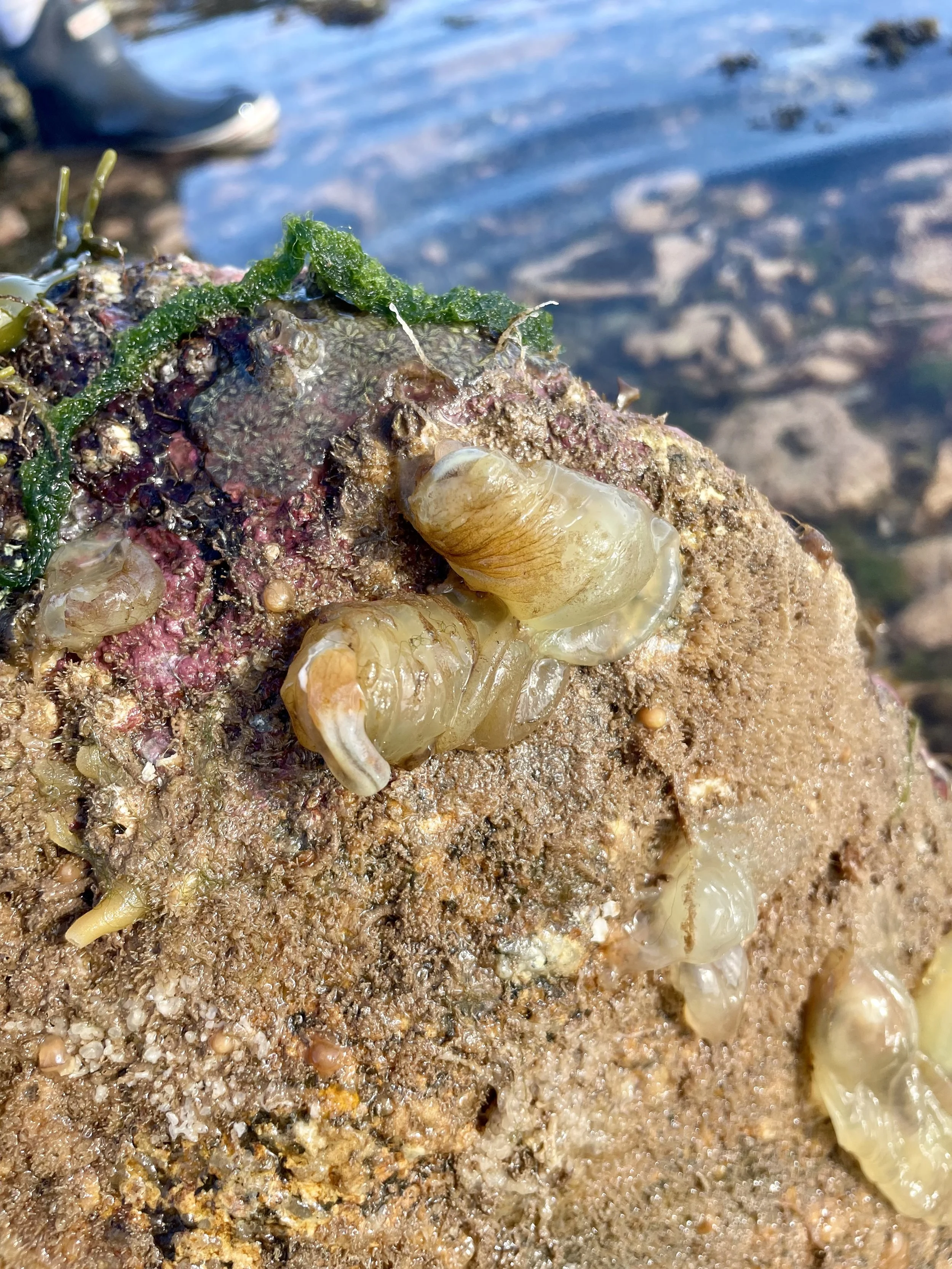 Tunicates — Gulf Of Maine, Inc. | Marine Life Specimens
